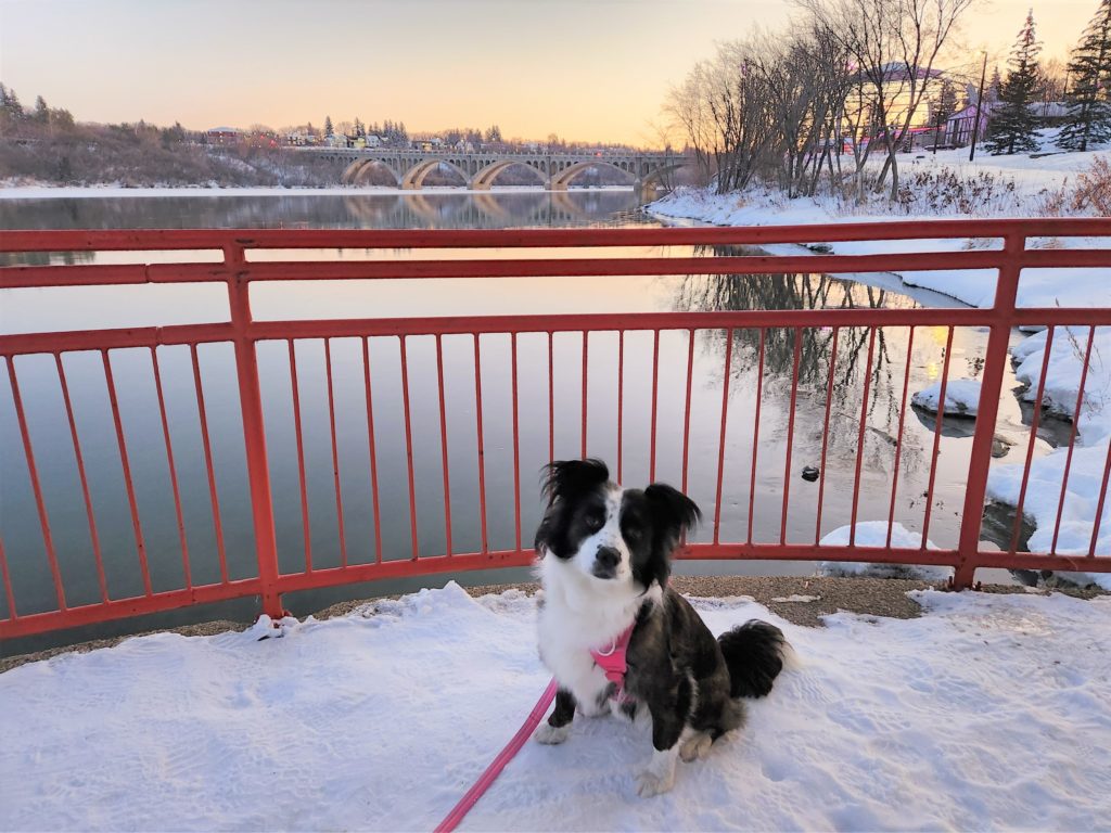 Pixie, a brindle and white dog, sits on a snow-covered concrete lookout protected by red railing, and looking south down the South Saskatchewan River, towards the University Bridge. The river is calm and reflecting an early dusky sky.